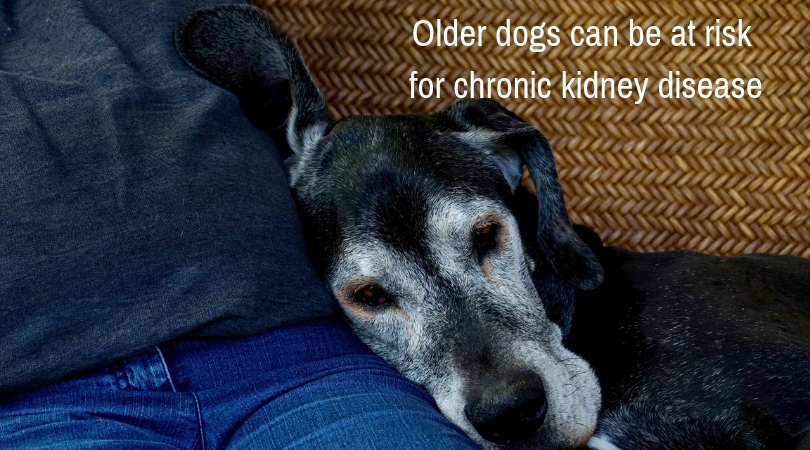 Photo of an older dog laying his head on his owner's lap