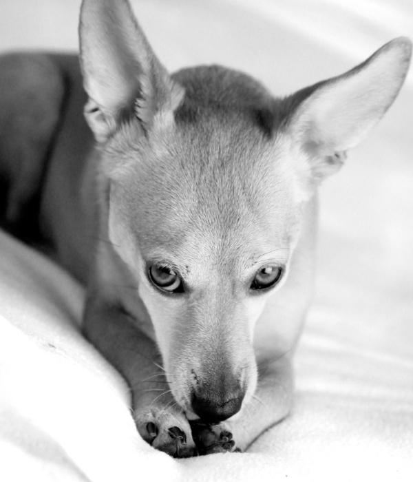 Photo of dog licking his paw