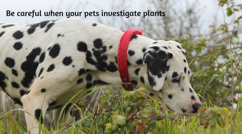 Photo of a dog sniffing an outdoor plant