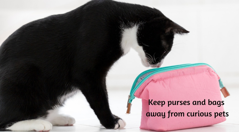 Photo of cat sniffing the inside of a makeup bag