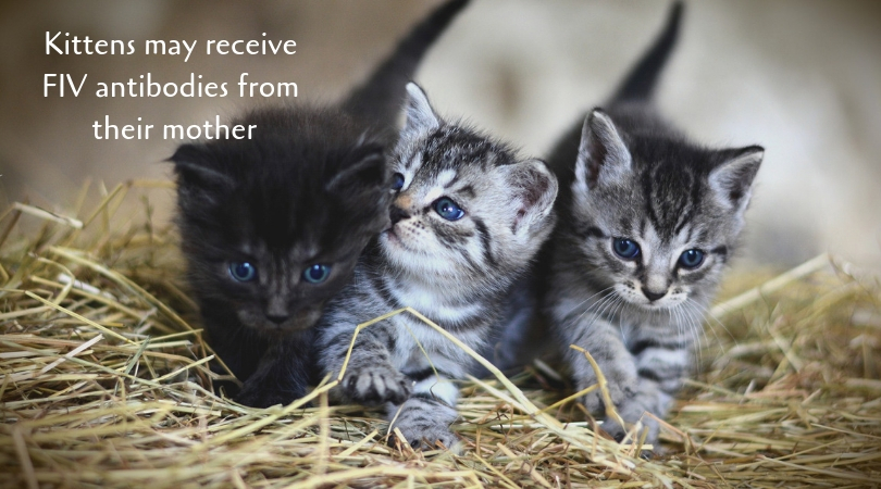 Kittens may receive FIV antibodies from their mother