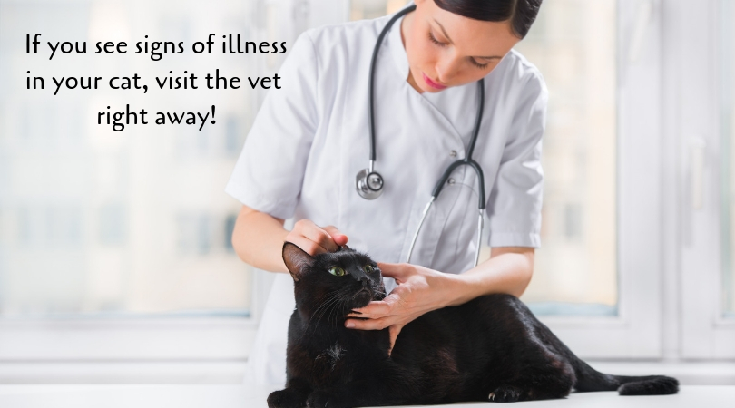 Sick cats need veterinary services