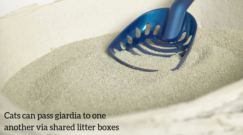 Photo of litter box, where cats may share the giardia parasite