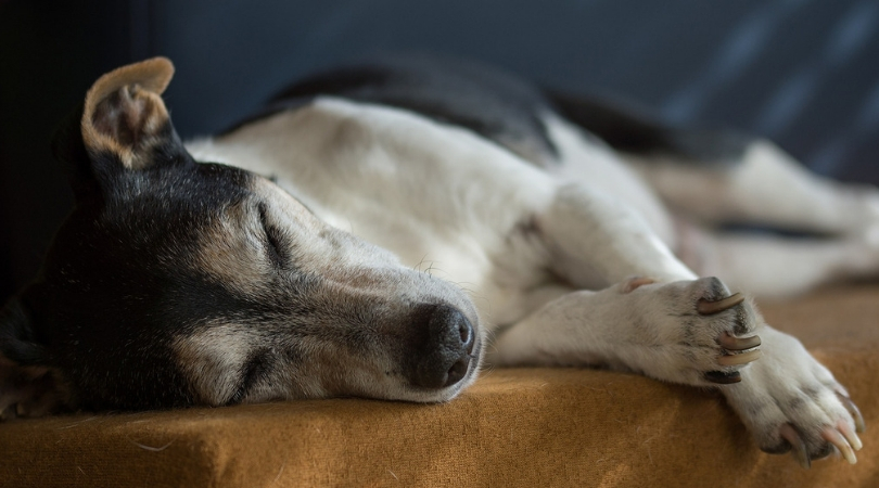 Photo of senior dog sleeping