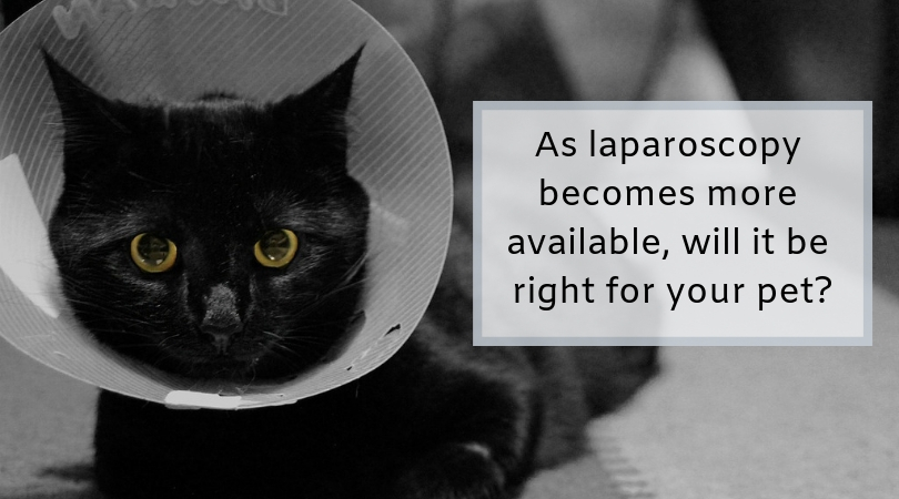 Photo of a cat in an elizabethan collar, recovering from surgery