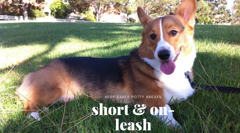 Photo of a dog lying in the grass while on a leash