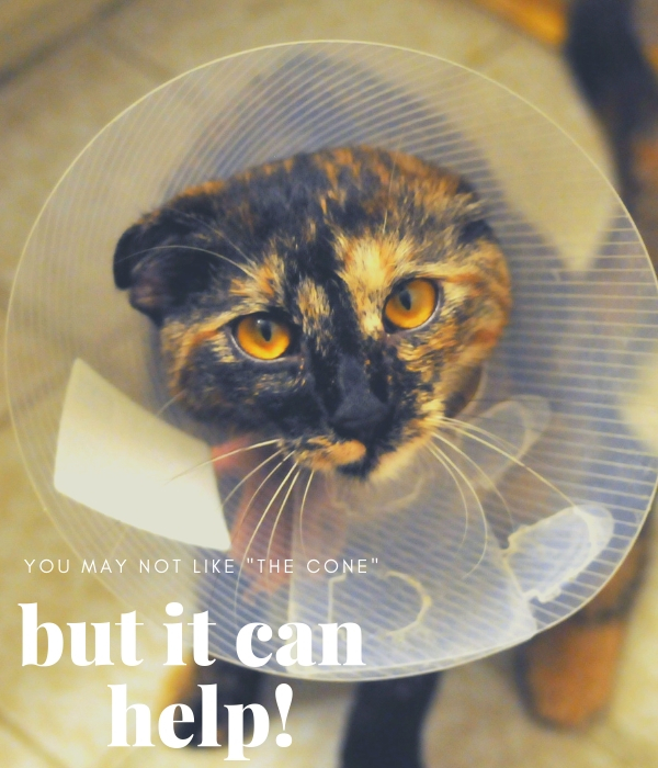 Photo of cat wearing an Elizabethan cone collar