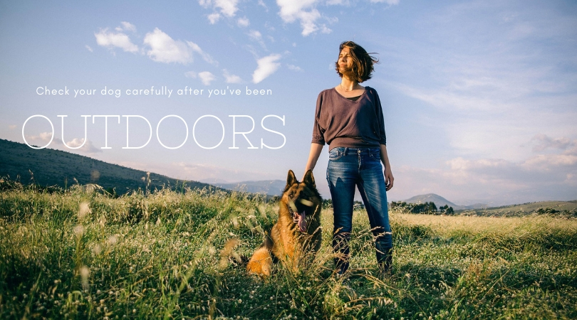 Photo of a woman and dog in a large field