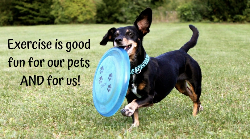 Photo of a dog with a Frisbee