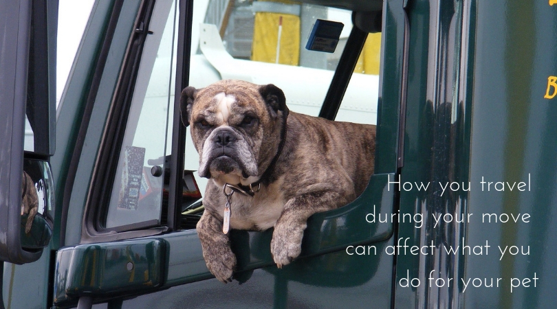 Photo of a dog in the cab of a large truck