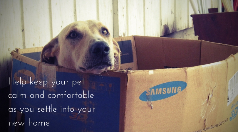 Photo of a dog laying inside a moving box