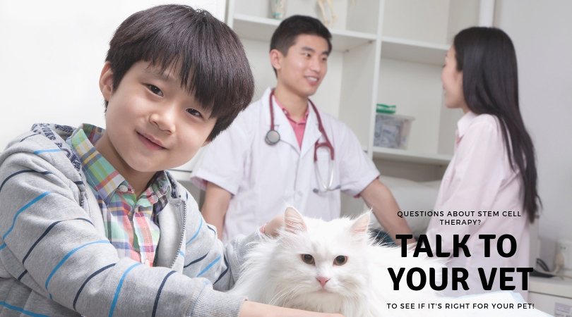 Photo of a cat owner talking to the veterinarian during an appointment