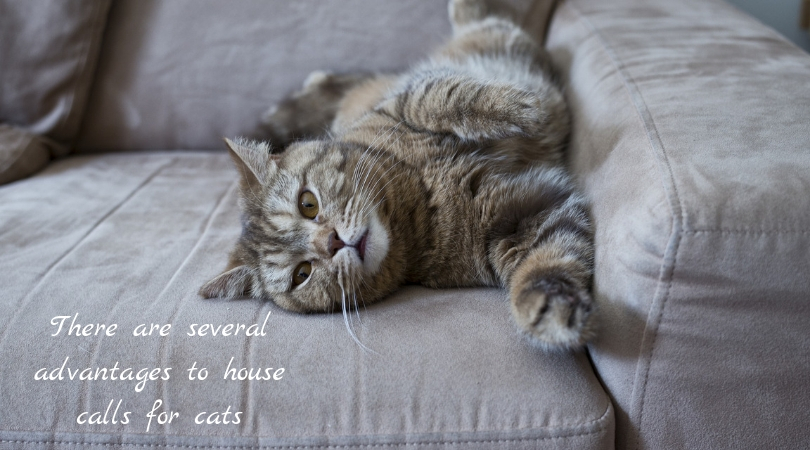 Cat relaxing on couch