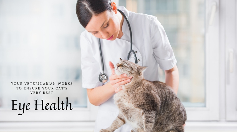 Veterinarian examining cat