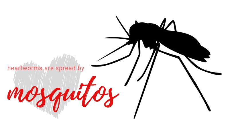 Do mosquitoes best sale carry heartworm