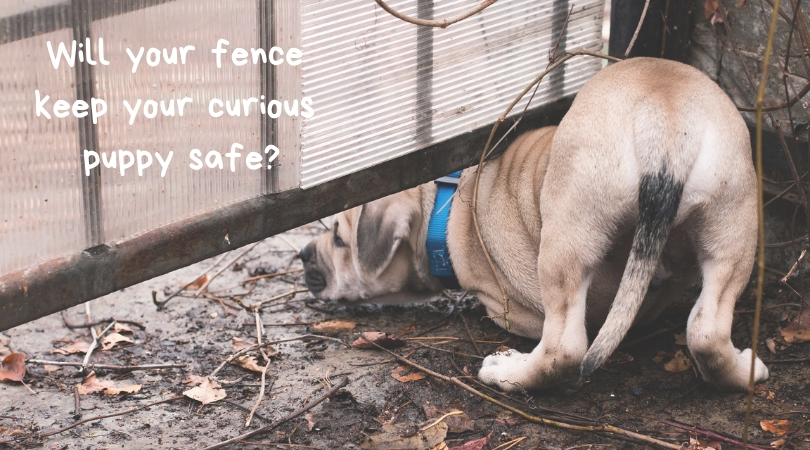 Puppy trying to sneak under a fence