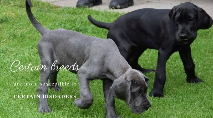 Great Dane puppies