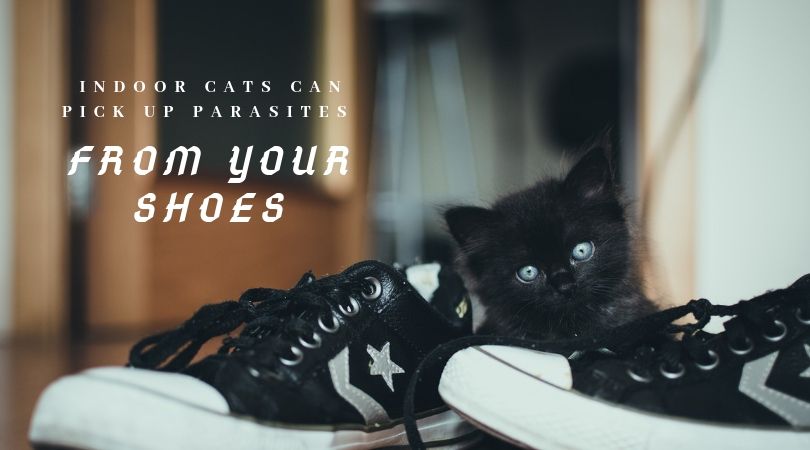 Kitten playing near a pair of shoes