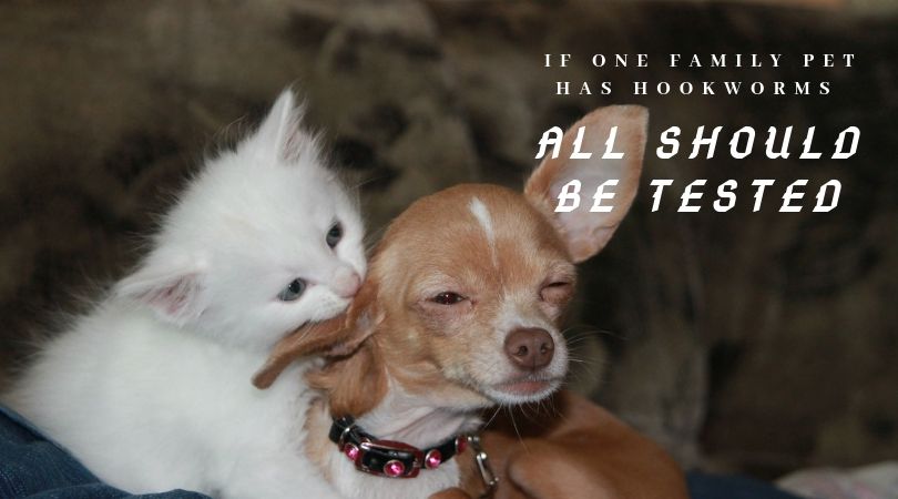 Dog and cat playing together