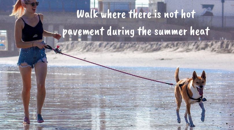 Woman walking dog on beach