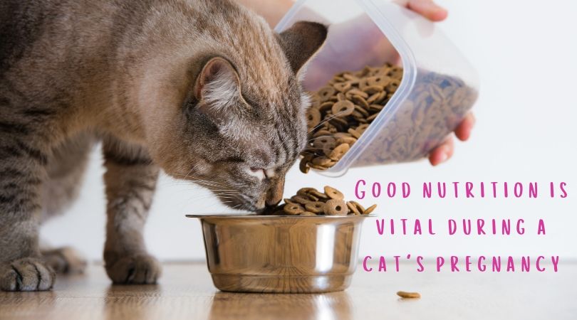 Best kitten food store for pregnant cat