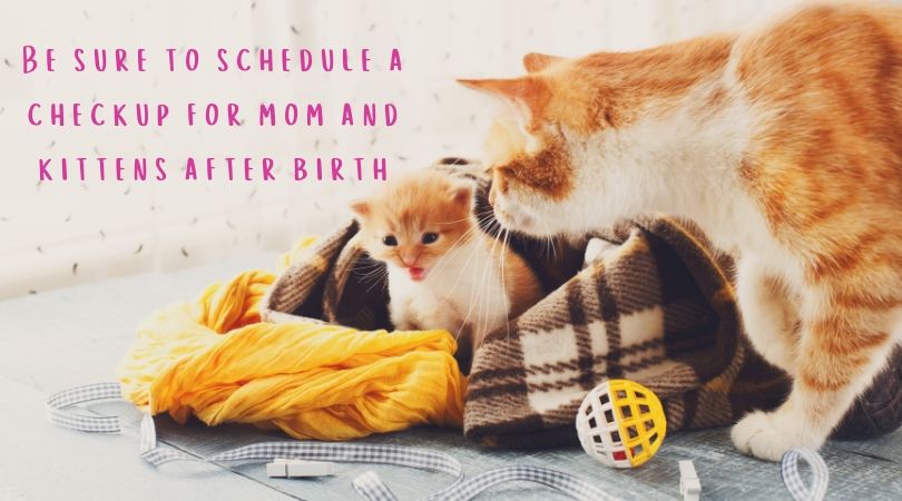 Pregnant Cat Care Tips