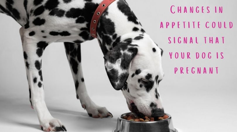 do you need to feed a pregnant dog more food