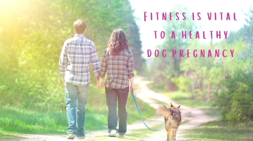 can i walk a pregnant dog