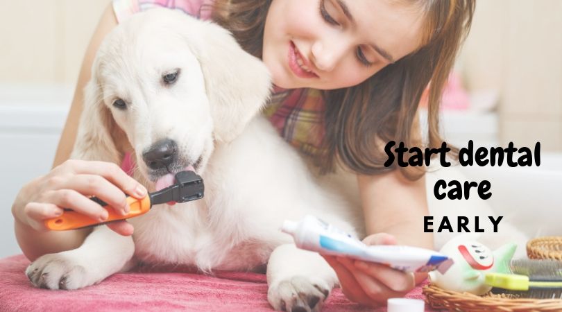 Woman offering toothbrush and toothpaste to puppy