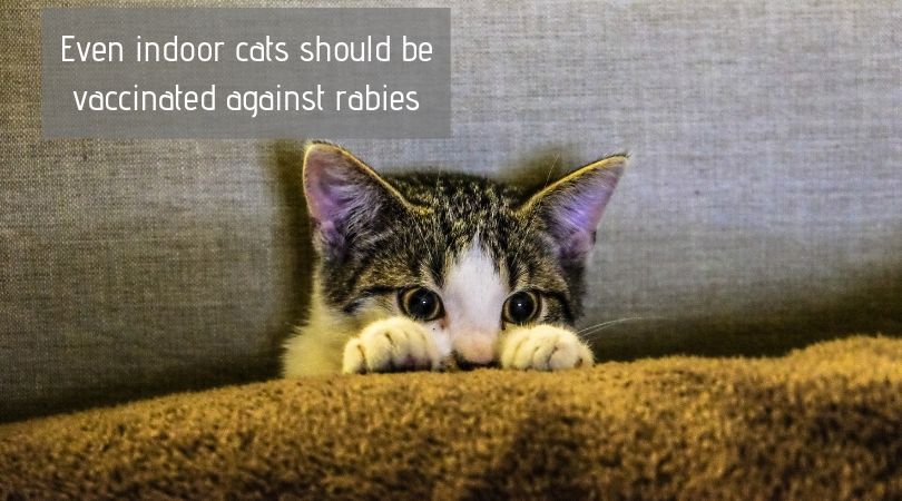 It’s World Rabies Day Is Your Pet Safe? MSAH Metairie Small Animal