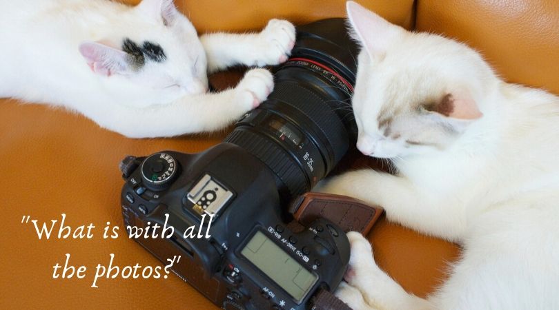 Cats and camera