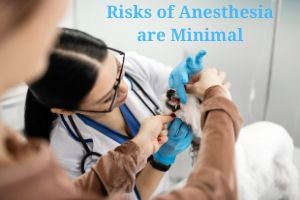 anesthesia dog dental