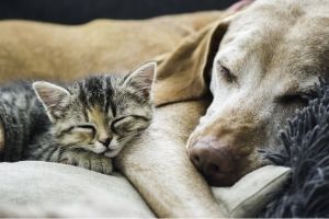 anesthesia free cat and dog dental