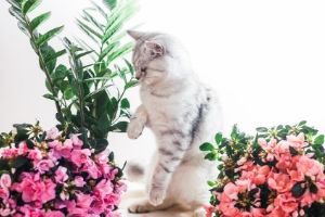 azaleas are poisonous to cats