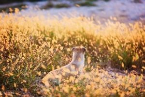 beware of foxtails on dog walks