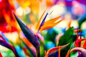 birds of paradise are poisonous to cats