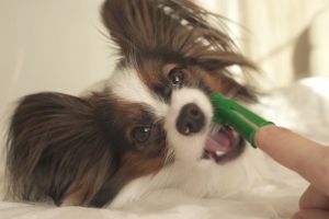 brushing puppy teeth