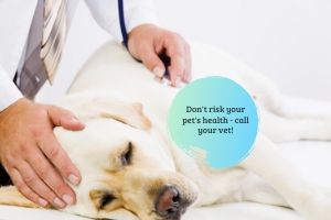 consult vet not google sick dog