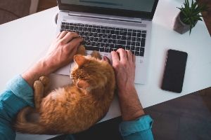 Work from home hack to make your cat think it can distract you, is a  must-watch