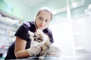 why cats need bloodwork