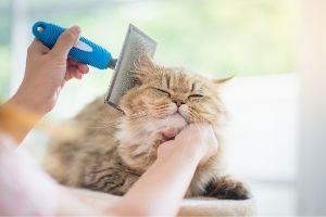 cat brushing important for good health