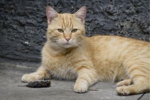 cats give gifts of dead mice