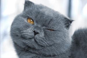 cat winking