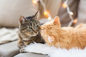 cats and coronavirus