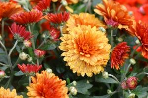 Chrysanthemums are poisonous to cats