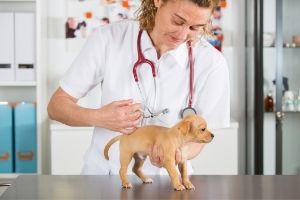 základní a noncore puppy vaccines