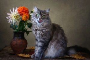 Dahlias are poisonous to cats