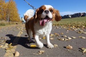 dog walking for better health