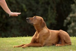 helping deaf dogs cope