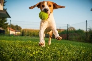 dog ball for holidays